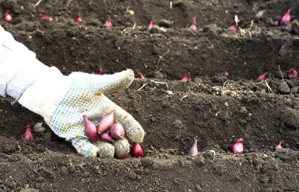 How to Grow Scallions