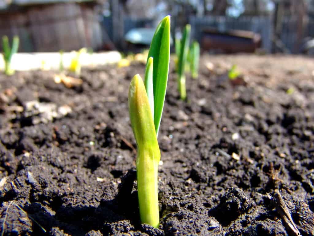 How to Grow Scallions