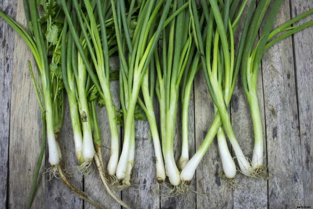 How to Grow Scallions