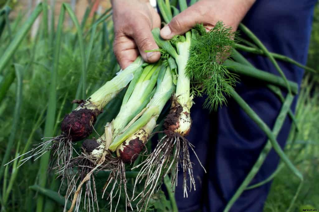 How to Grow Scallions