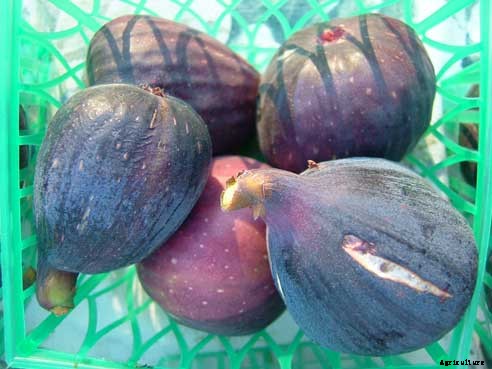 How to Plant, Grow, Prune, and Harvest Figs