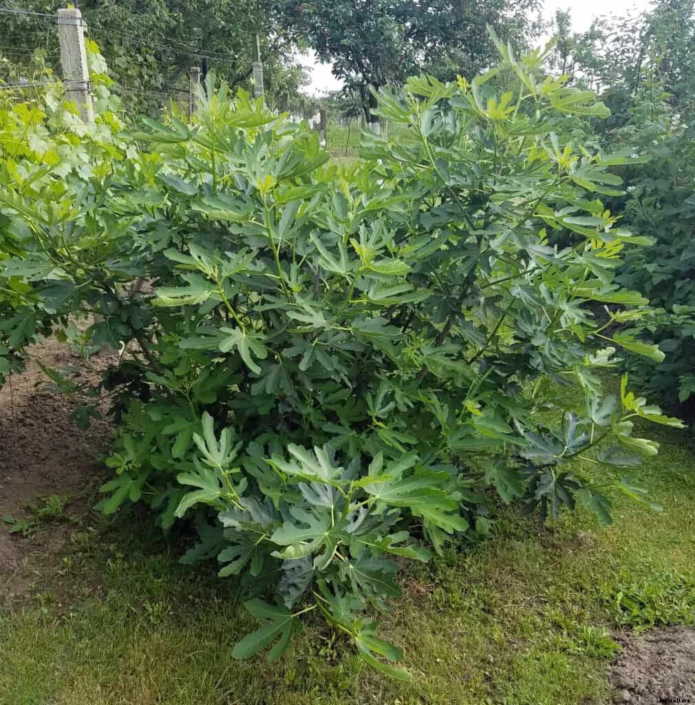 How to Plant, Grow, Prune, and Harvest Figs