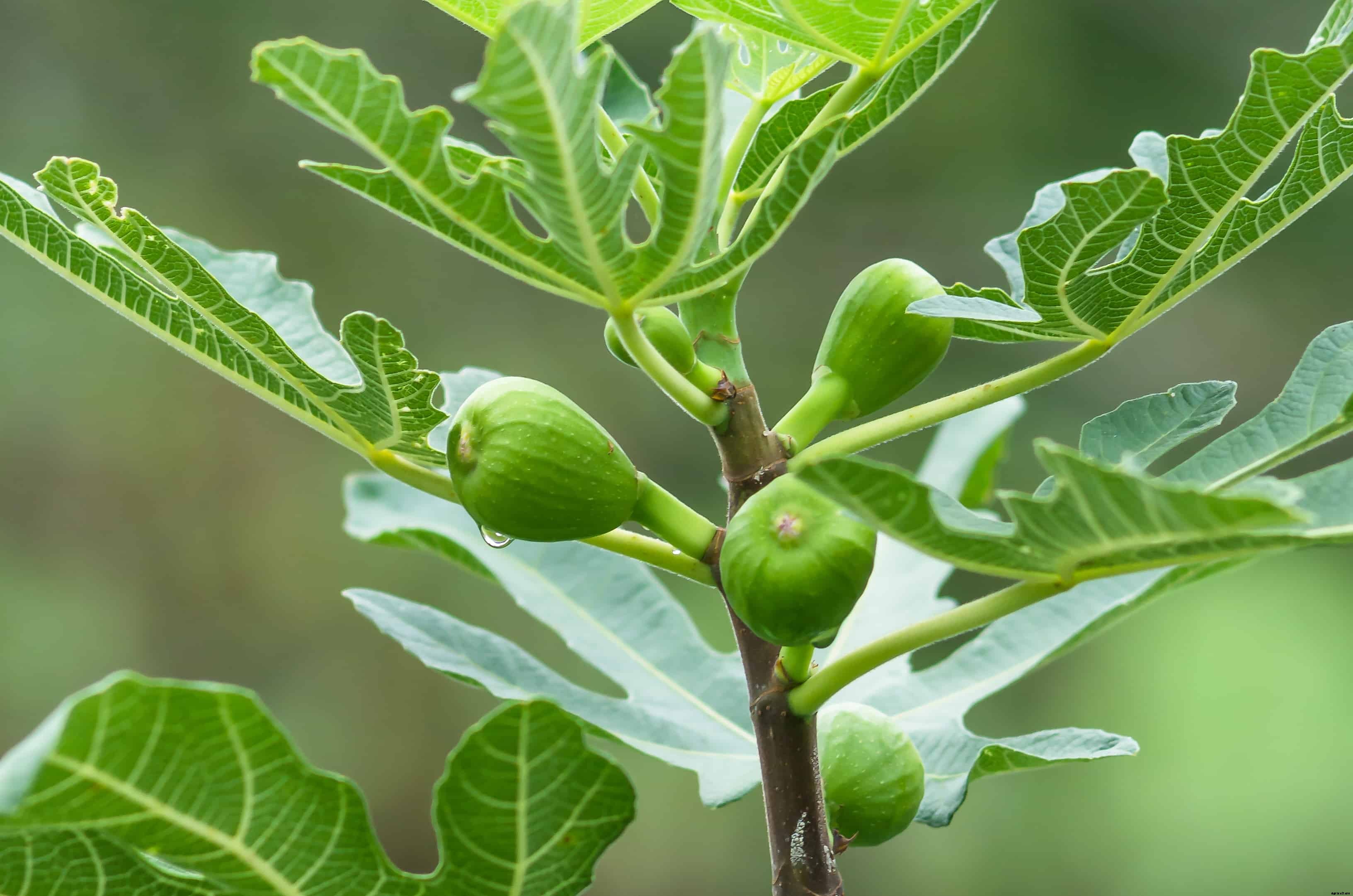 How to Plant, Grow, Prune, and Harvest Figs