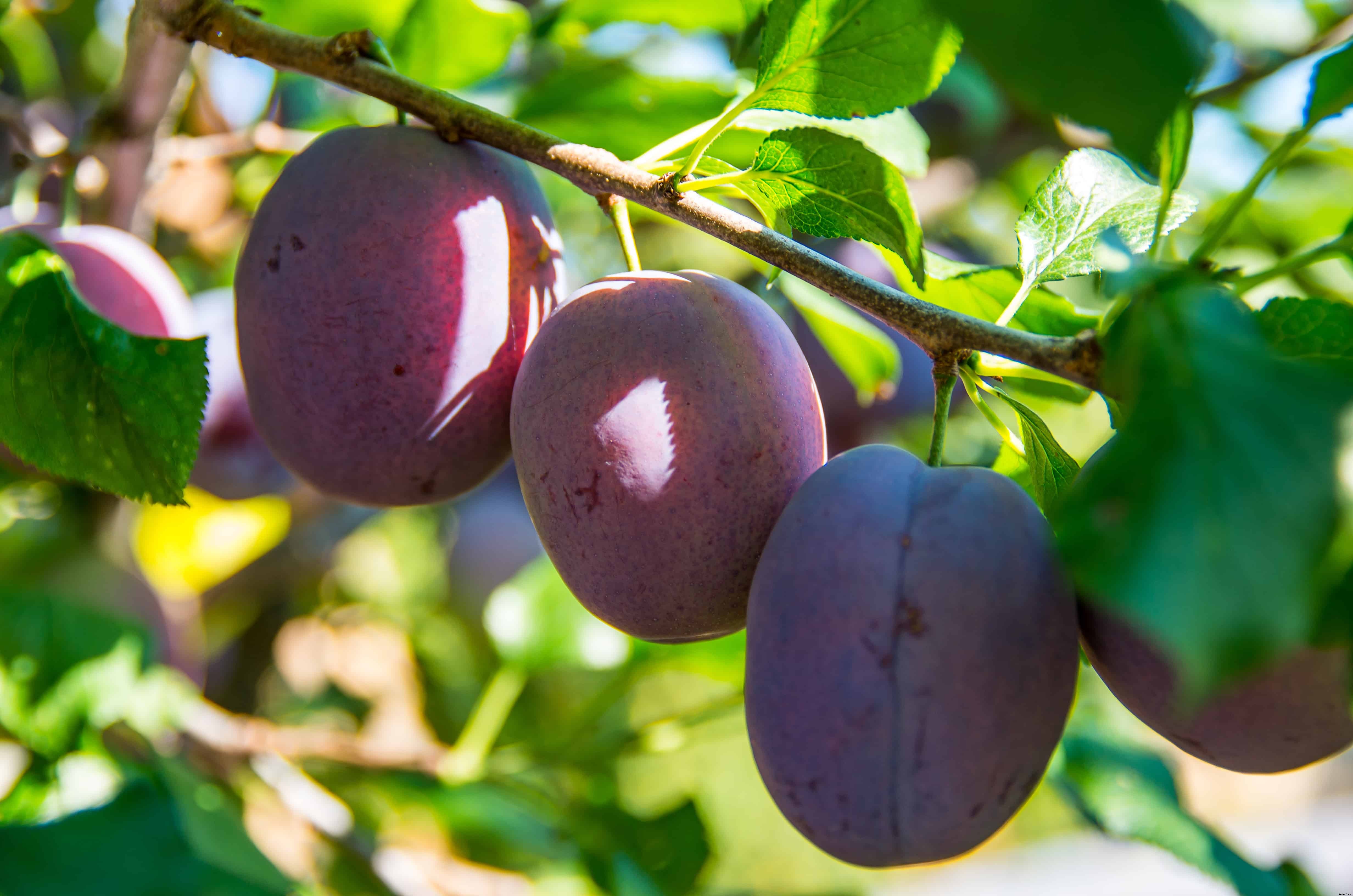 How to Plant, Grow, Prune, and Harvest Plums