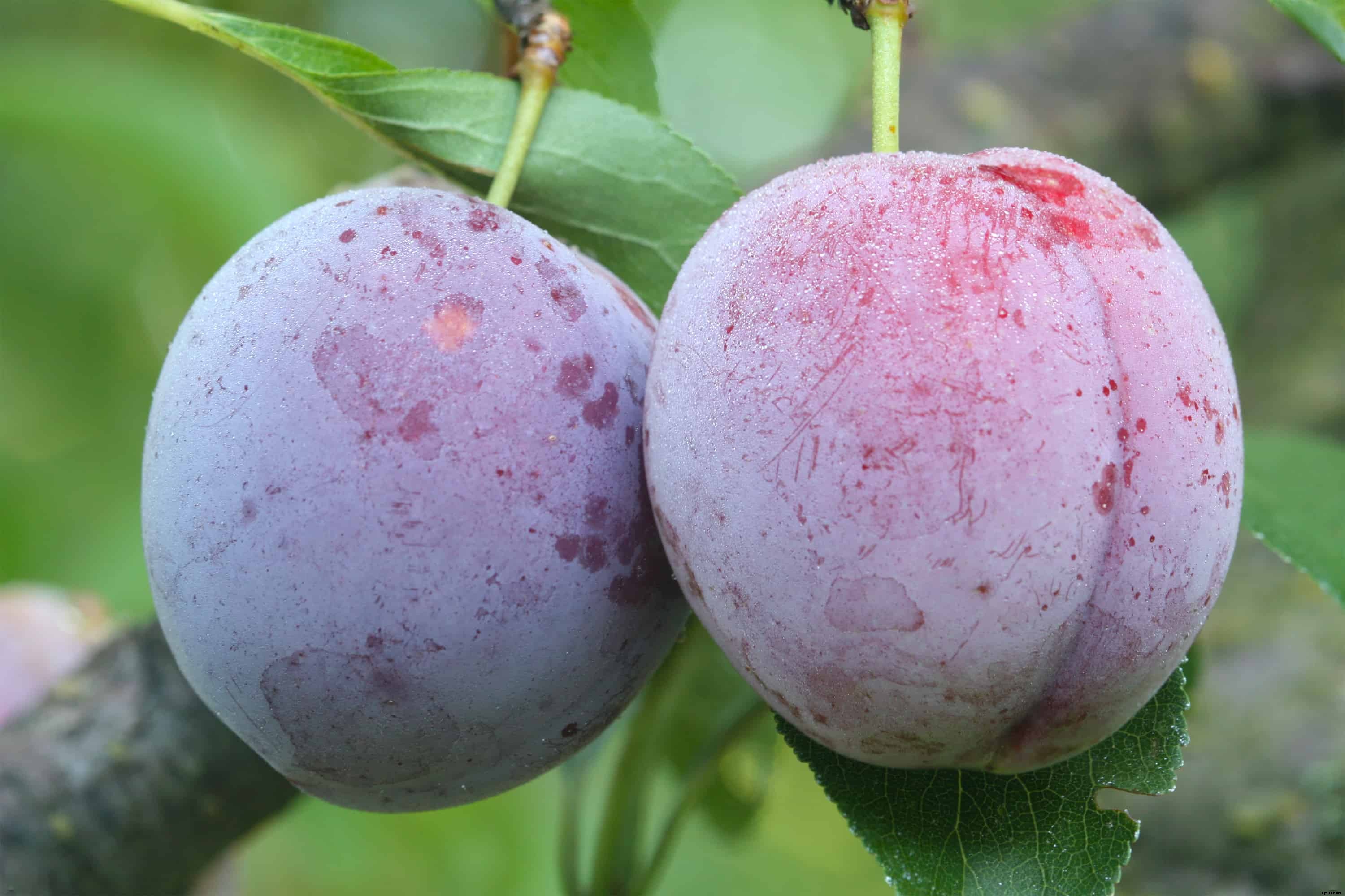 How to Plant, Grow, Prune, and Harvest Plums