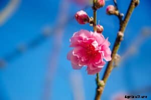 How to Plant, Grow, Prune, and Harvest Plums