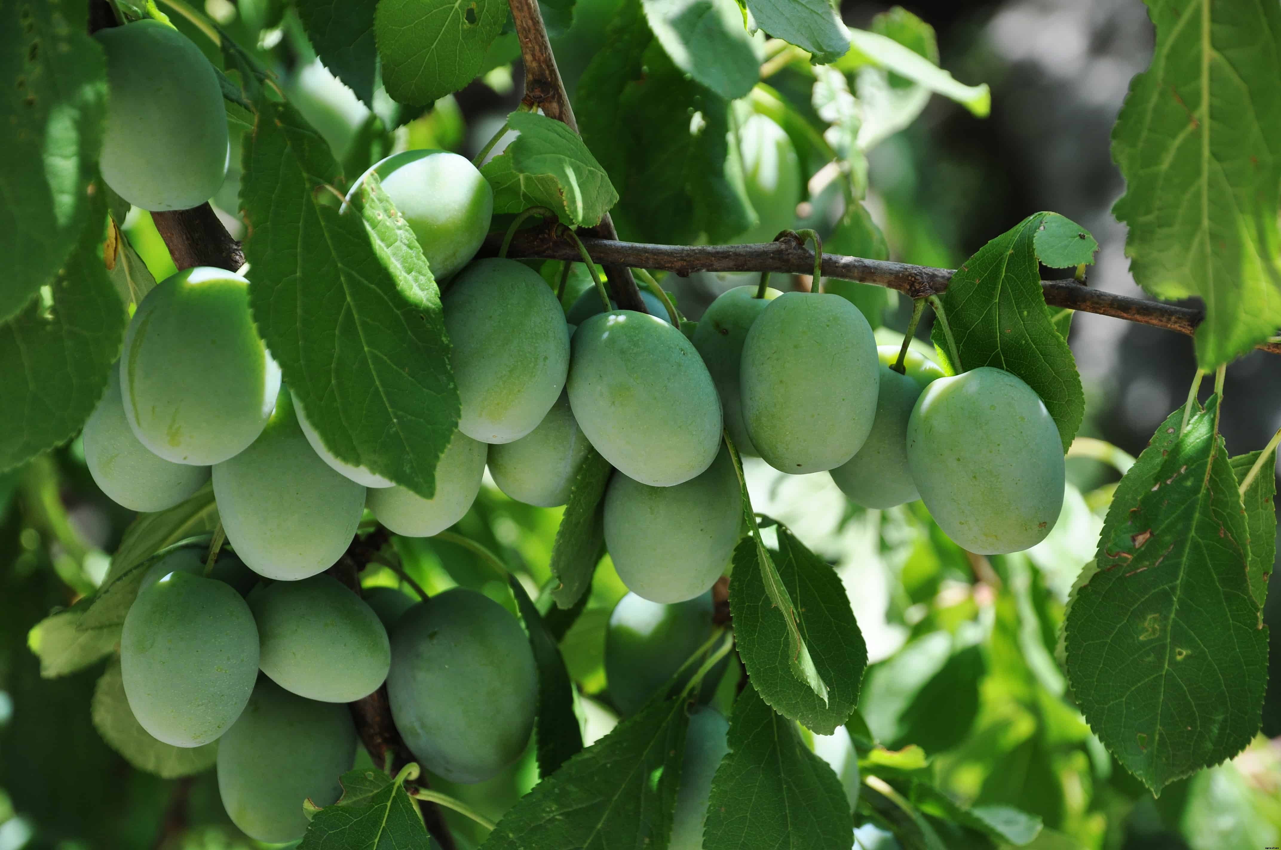 How to Plant, Grow, Prune, and Harvest Plums