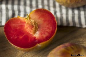 How to Plant, Grow, Prune, and Harvest Plums