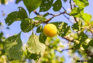 How to Plant, Grow, Prune, and Harvest Plums