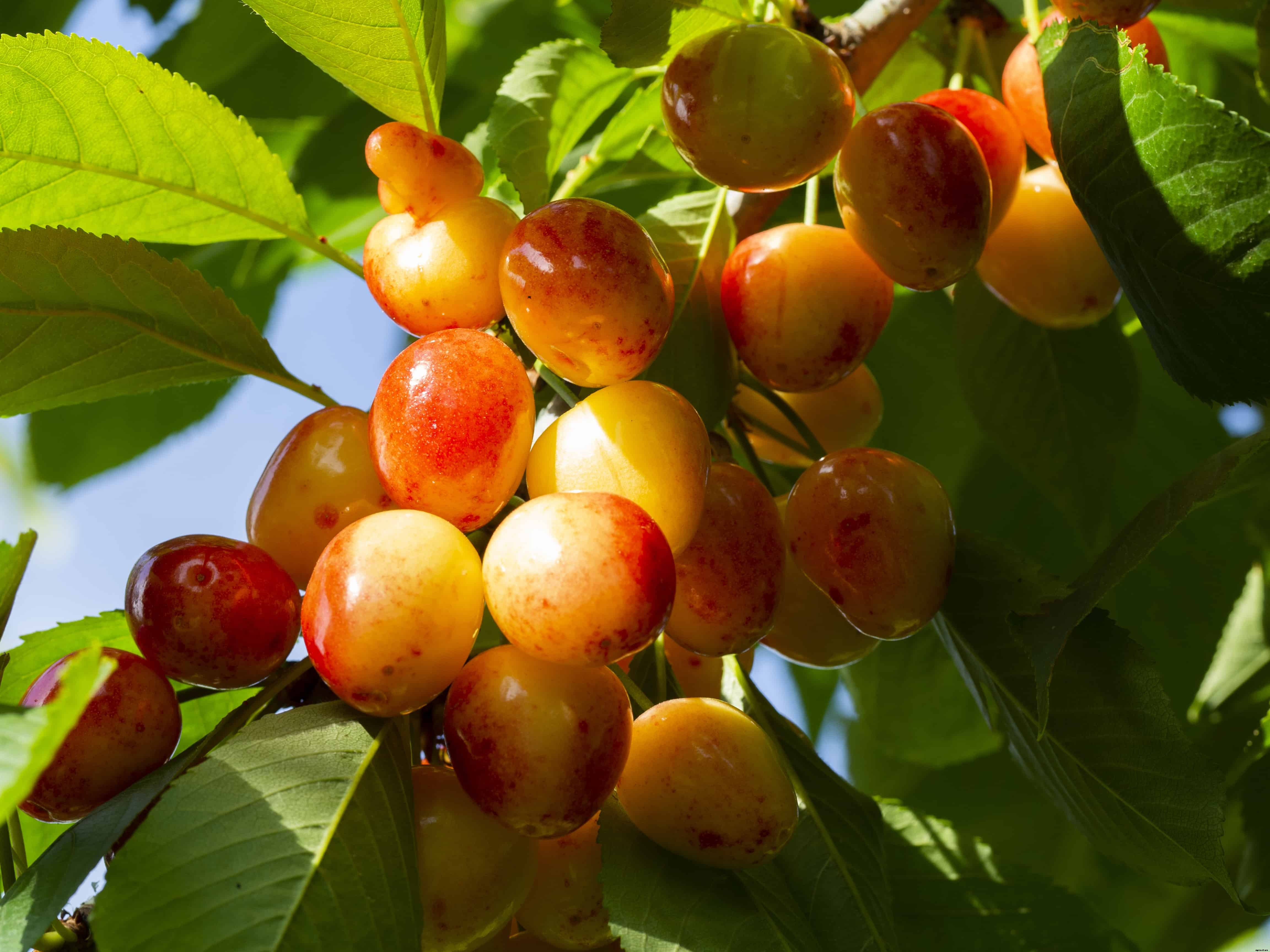 How to Plant, Grow, Prune, and Harvest Cherries