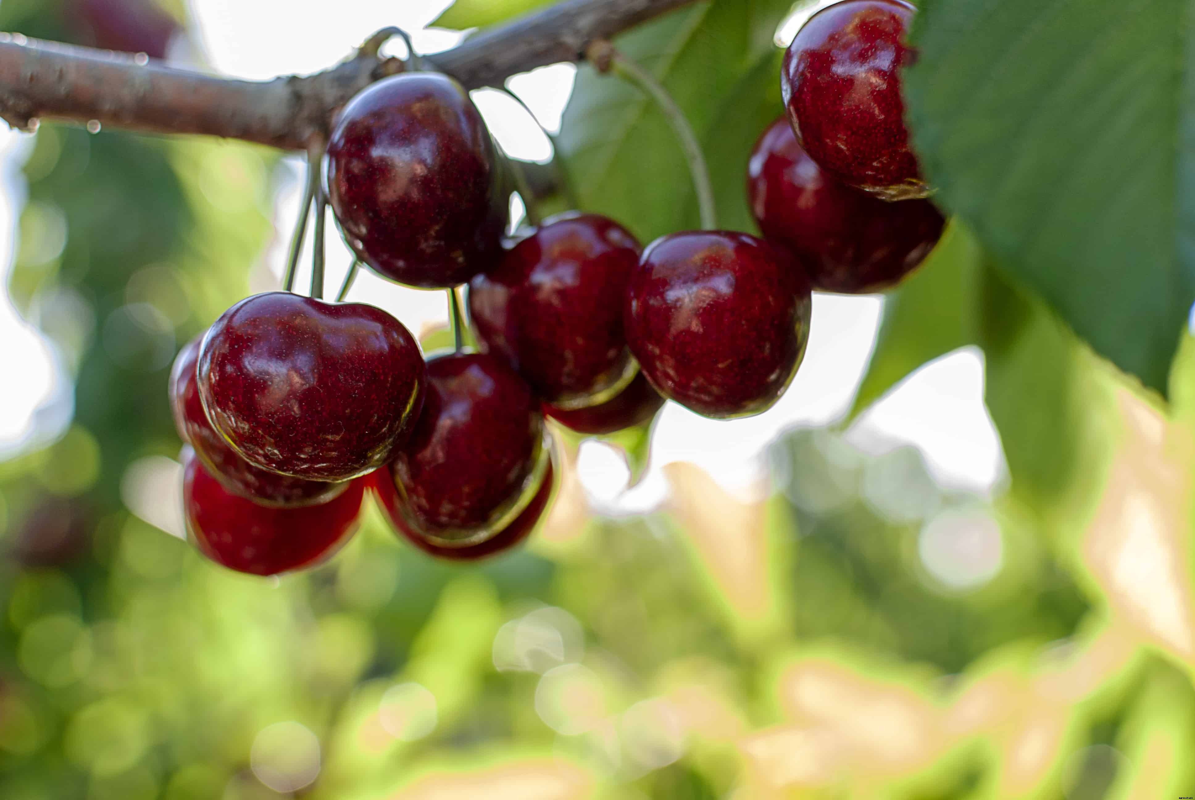 How to Plant, Grow, Prune, and Harvest Cherries