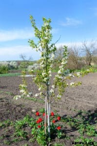 How to Plant, Grow, Prune, and Harvest Cherries