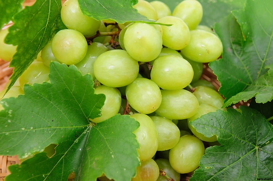 How to Plant, Grow, Prune, and  Harvest Grapes