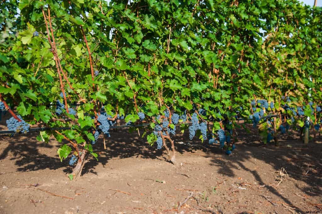 How to Plant, Grow, Prune, and  Harvest Grapes