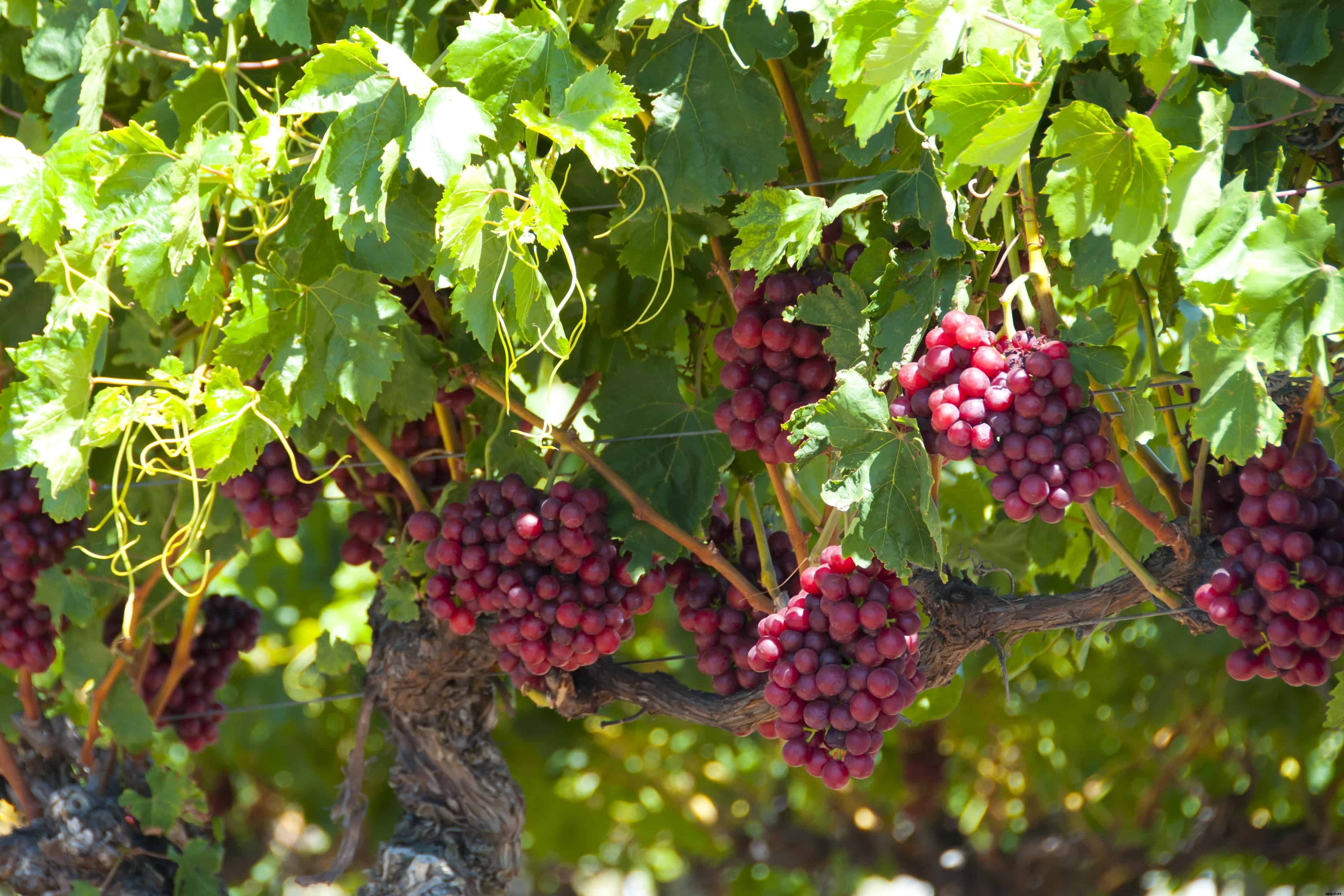 How to Plant, Grow, Prune, and  Harvest Grapes