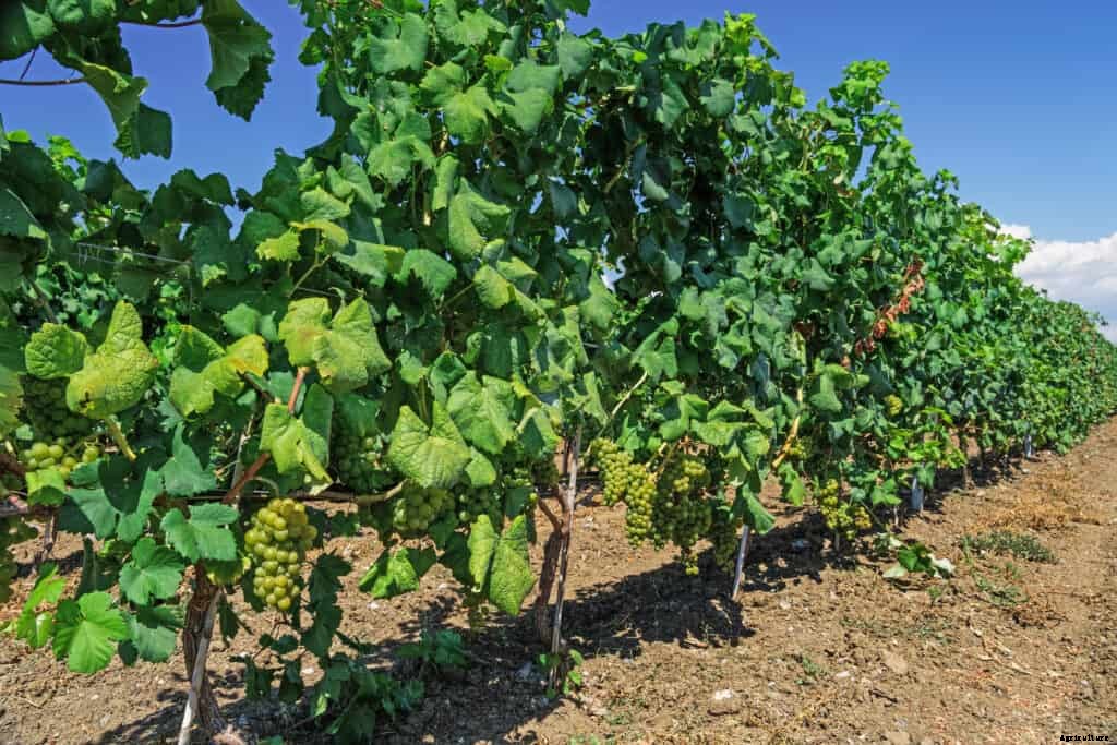 How to Plant, Grow, Prune, and  Harvest Grapes