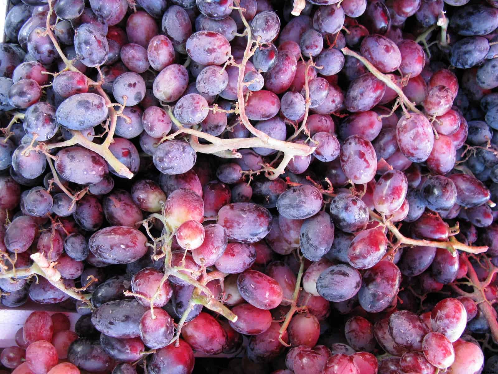How to Plant, Grow, Prune, and  Harvest Grapes