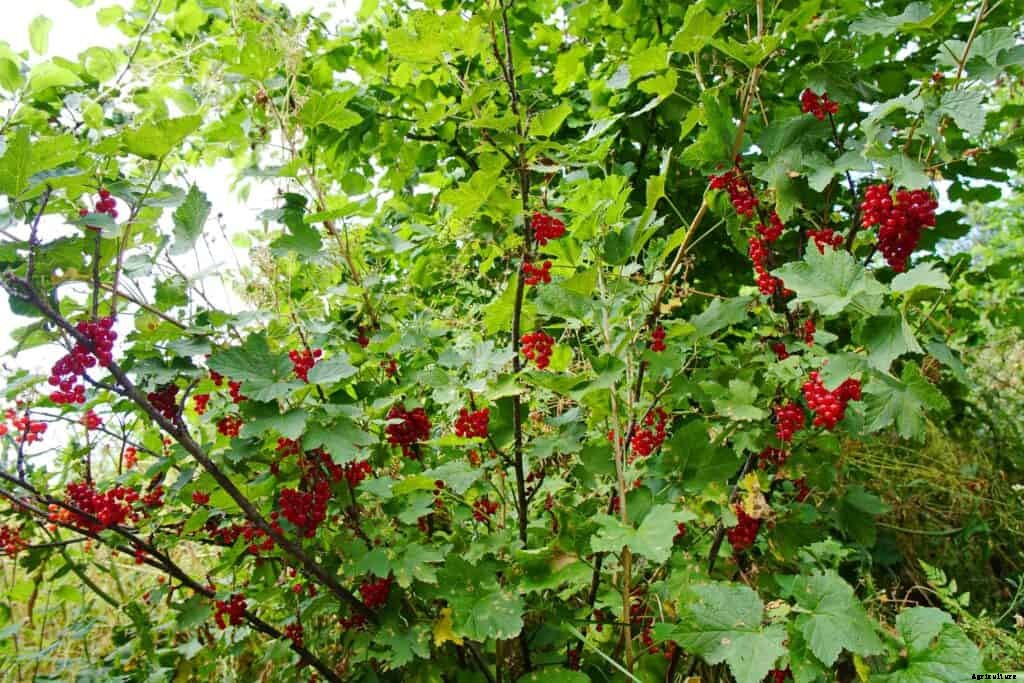 How to Plant, Grow, Prune, and Harvest Currants