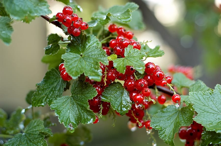 How to Plant, Grow, Prune, and Harvest Currants