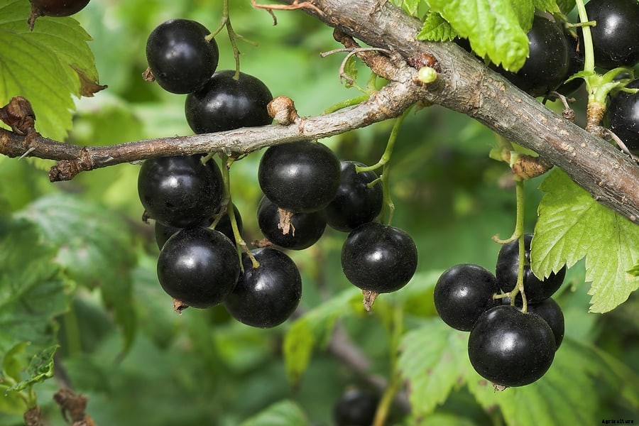 How to Plant, Grow, Prune, and Harvest Currants