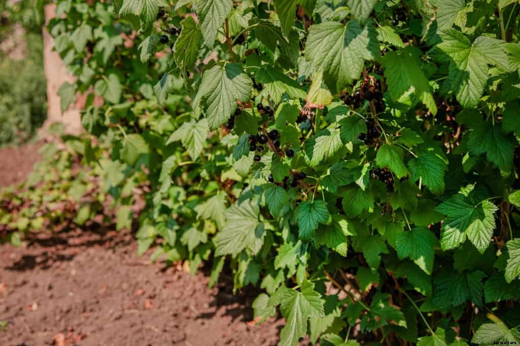 How to Plant, Grow, Prune, and Harvest Currants