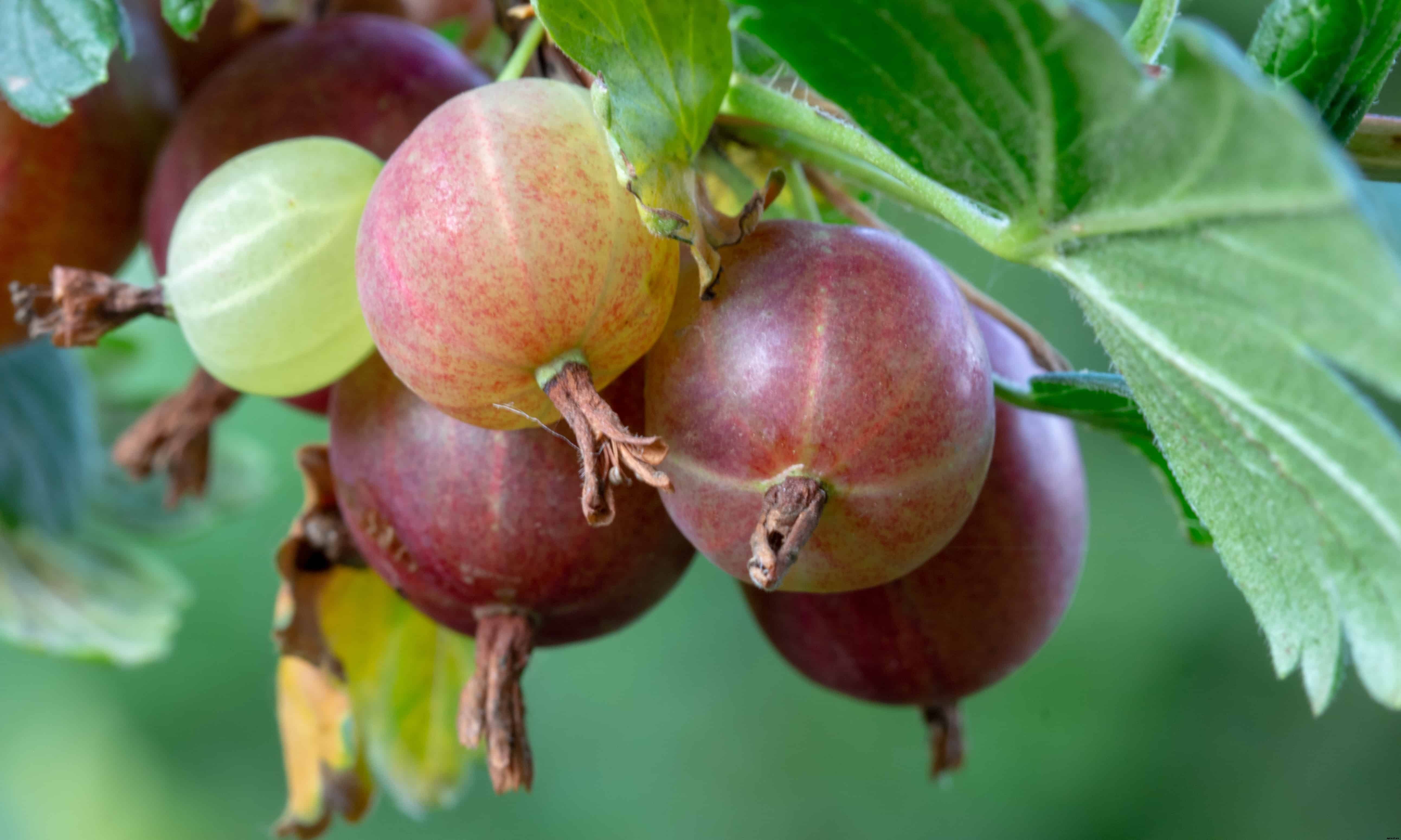 How to Plant, Grow, Prune, and Harvest Gooseberries