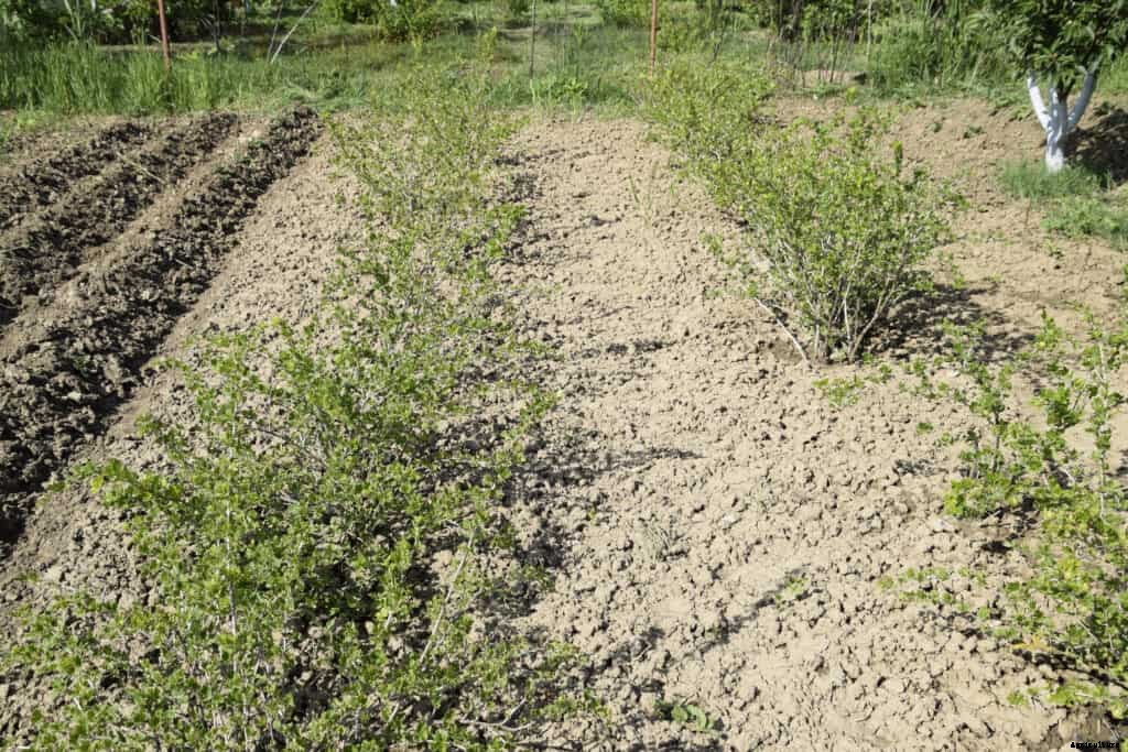 How to Plant, Grow, Prune, and Harvest Gooseberries