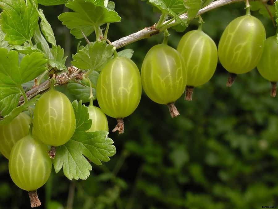 How to Plant, Grow, Prune, and Harvest Gooseberries