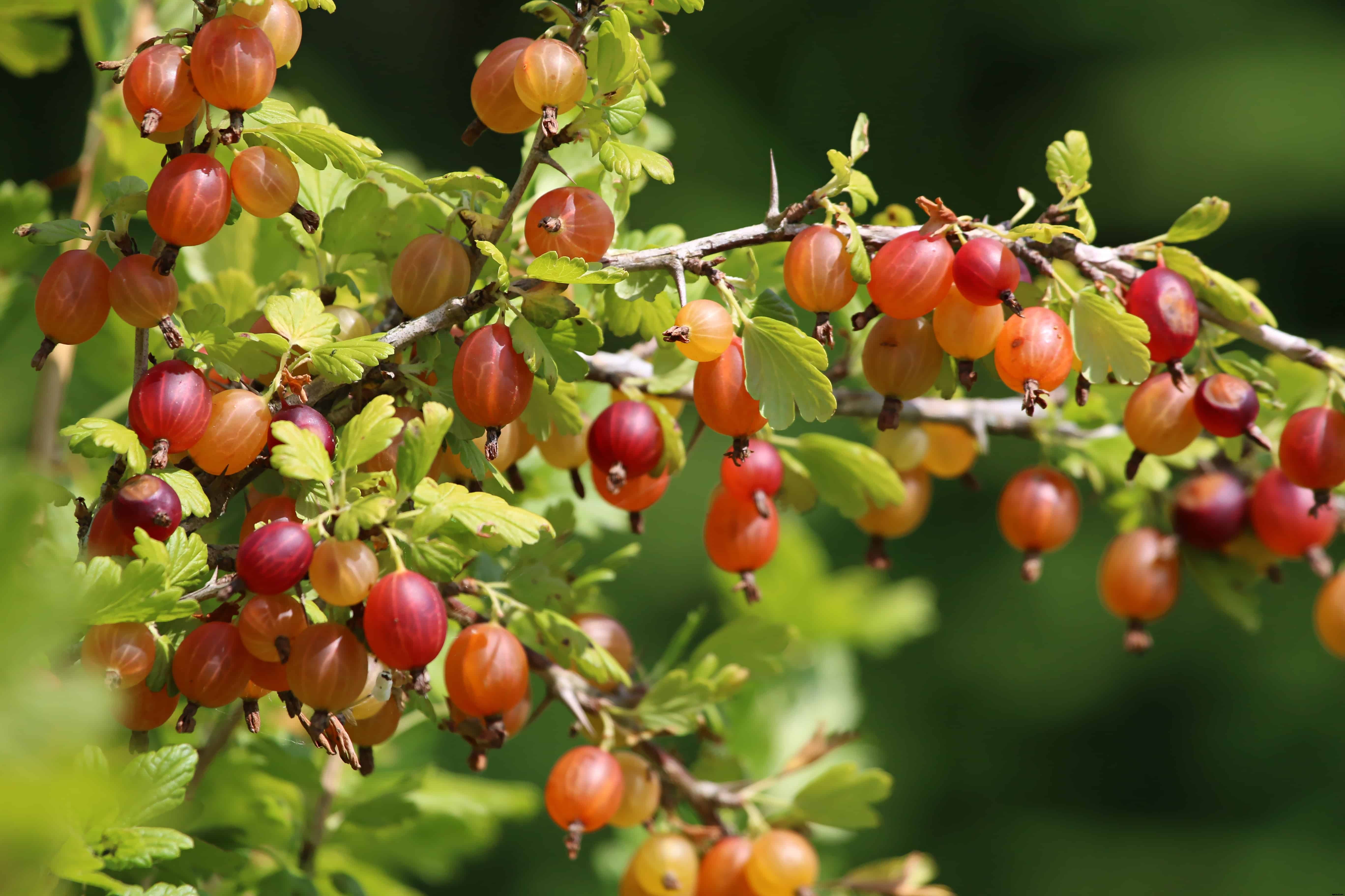 How to Plant, Grow, Prune, and Harvest Gooseberries