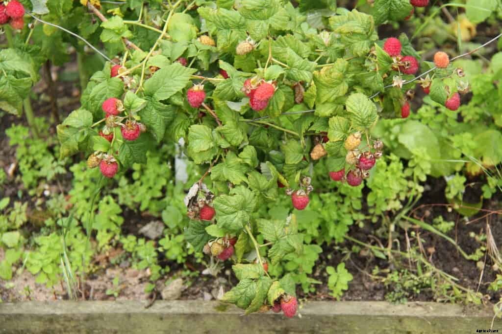 How to Plant, Grow, Prune, and Harvest Raspberries