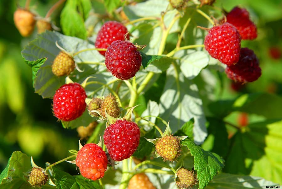 How to Plant, Grow, Prune, and Harvest Raspberries