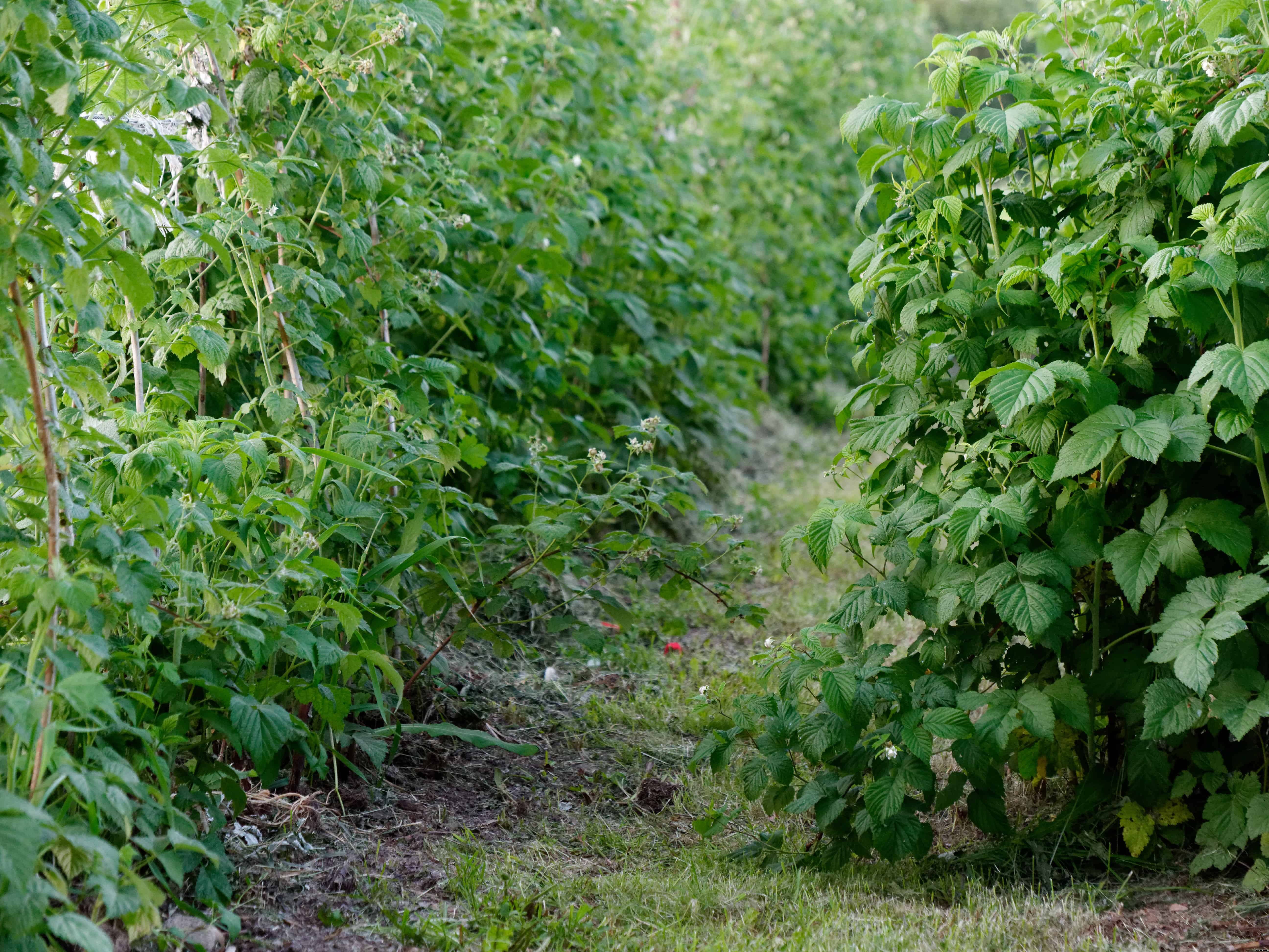 How to Plant, Grow, Prune, and Harvest Raspberries