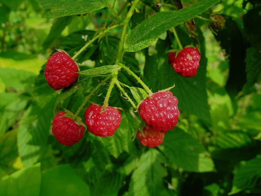 How to Plant, Grow, Prune, and Harvest Raspberries