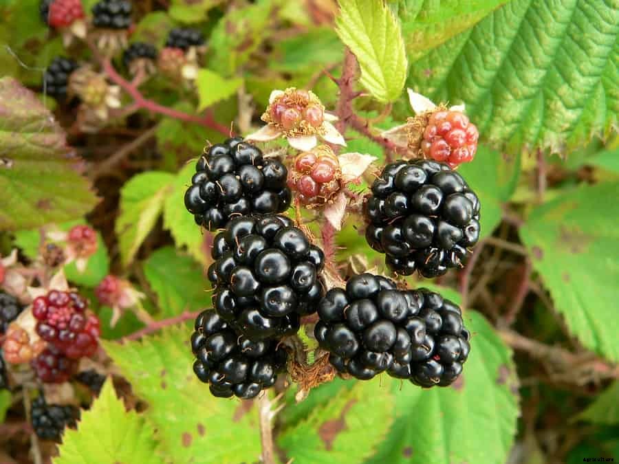 How to Plant, Grow, Prune, and Harvest Blackberries