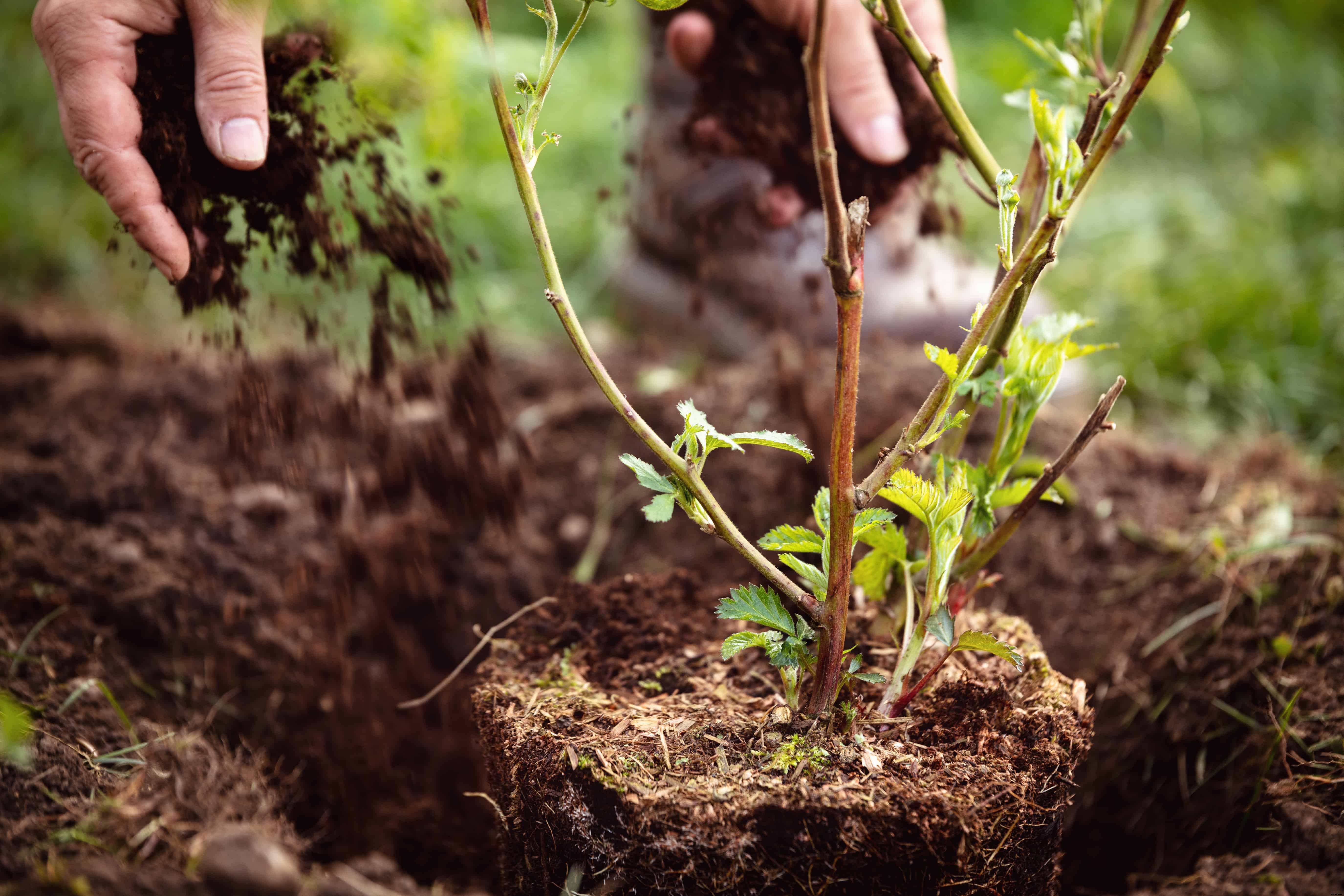 How to Plant, Grow, Prune, and Harvest Blackberries