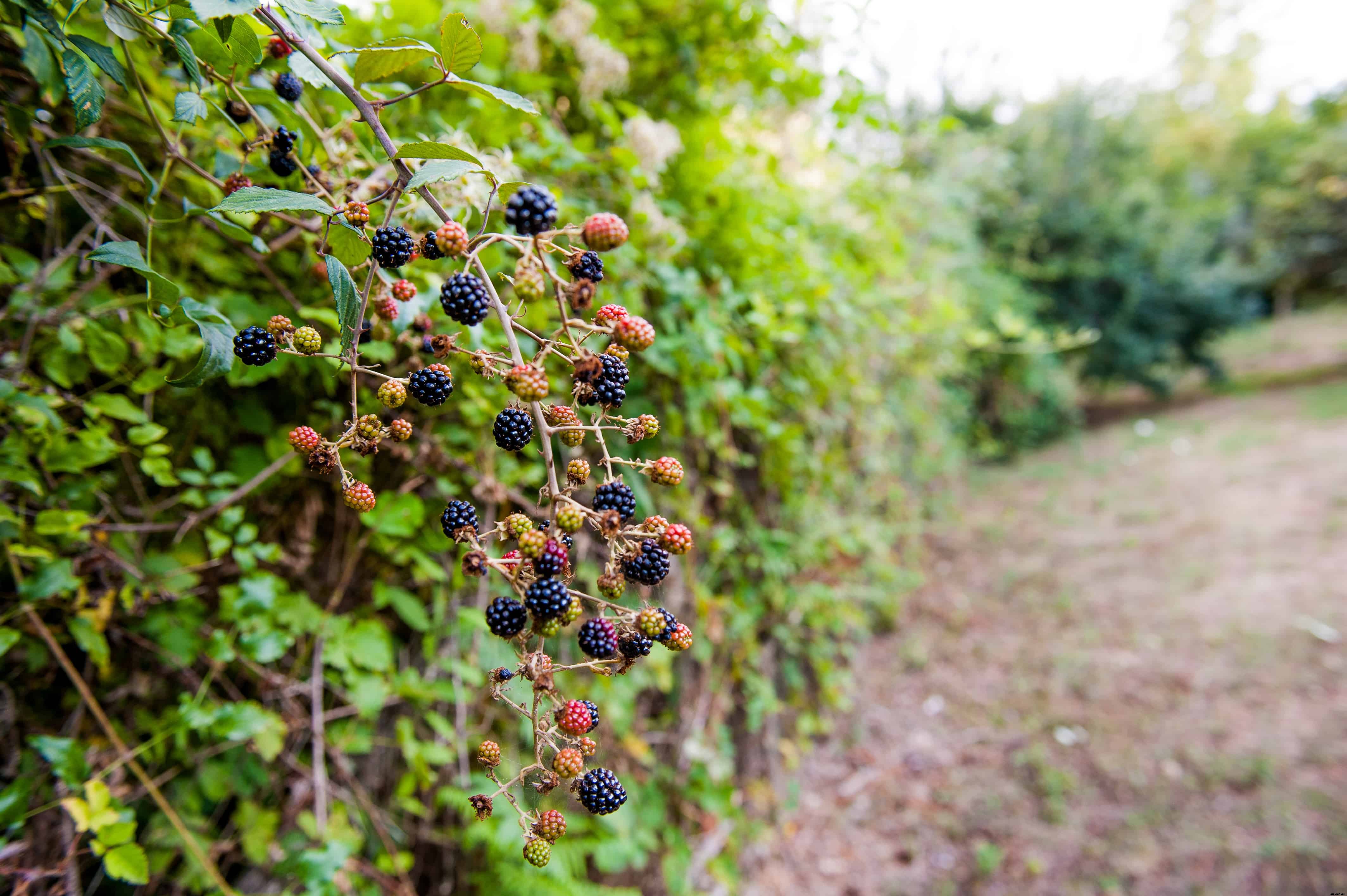 How to Plant, Grow, Prune, and Harvest Blackberries