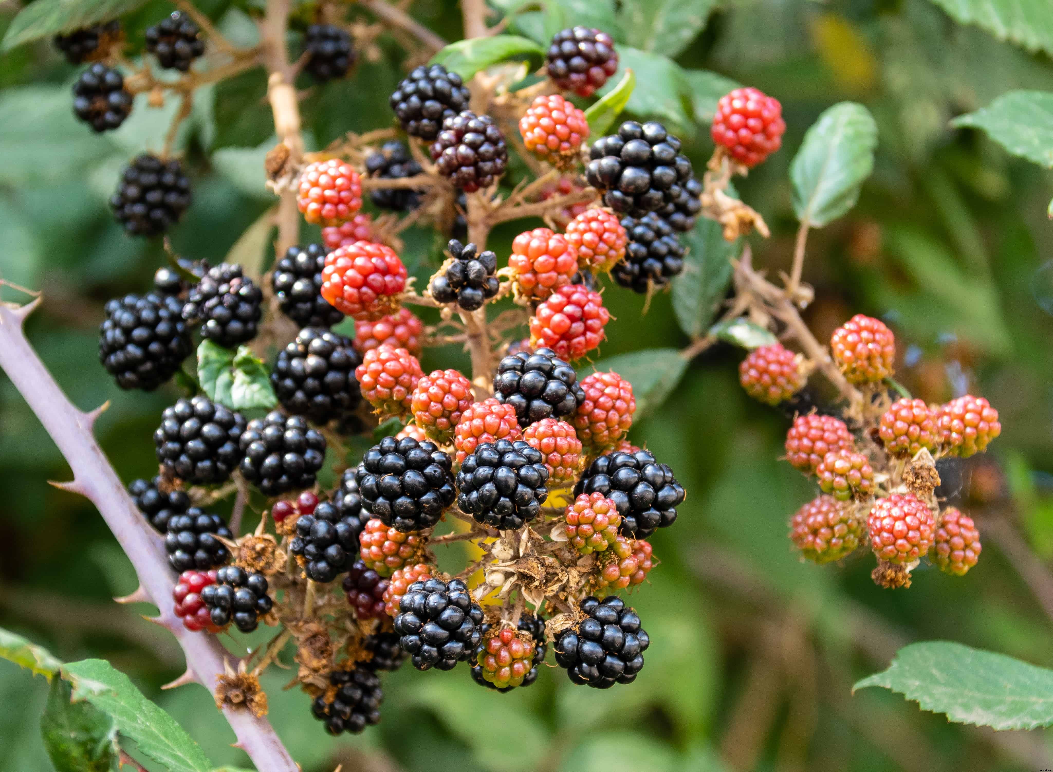 How to Plant, Grow, Prune, and Harvest Blackberries