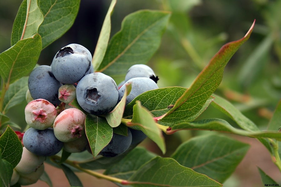 How to Plant, Grow, and Harvest Blueberries