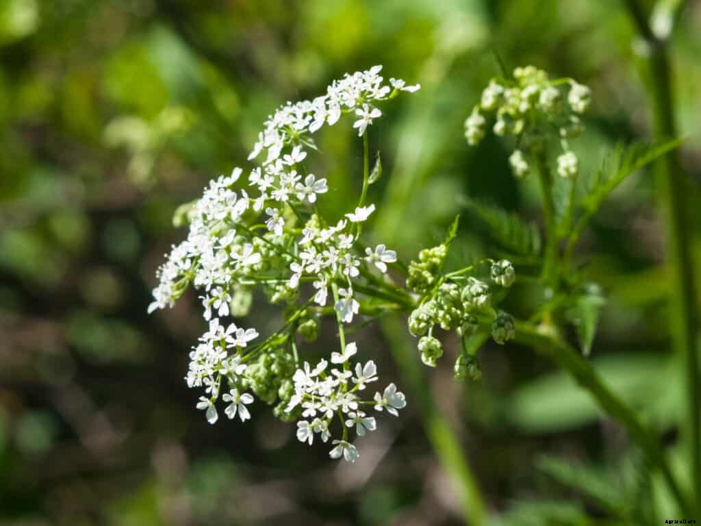 How to Grow Chervil