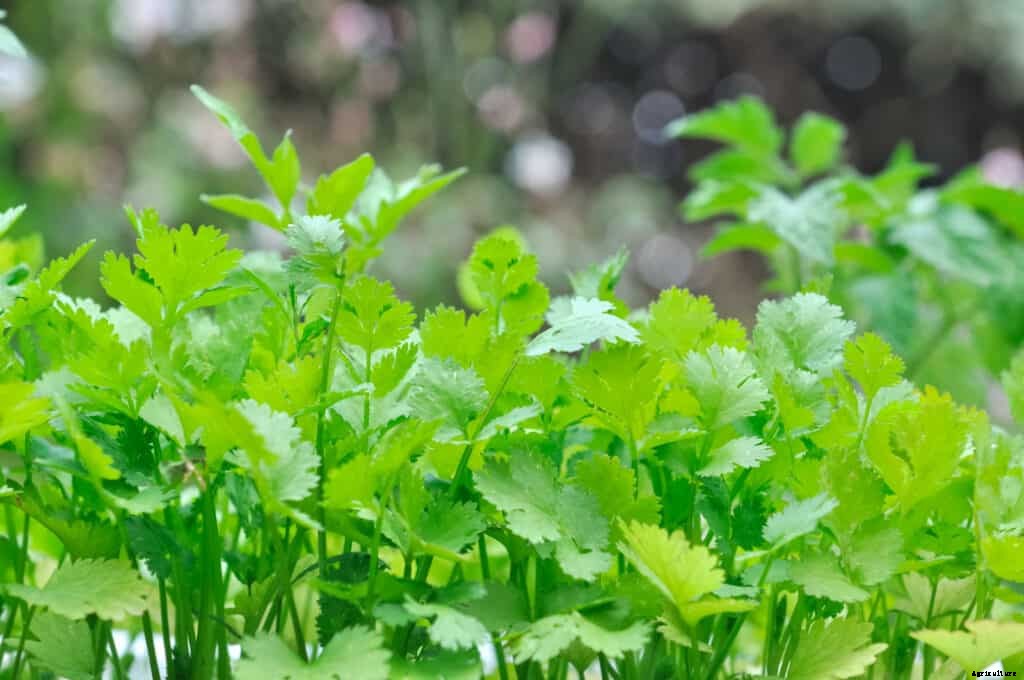 How to Grow Chervil