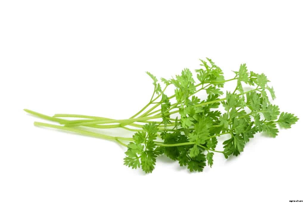 How to Grow Chervil