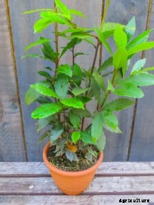 How to Grow Sweet Bay