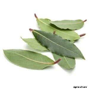 How to Grow Sweet Bay