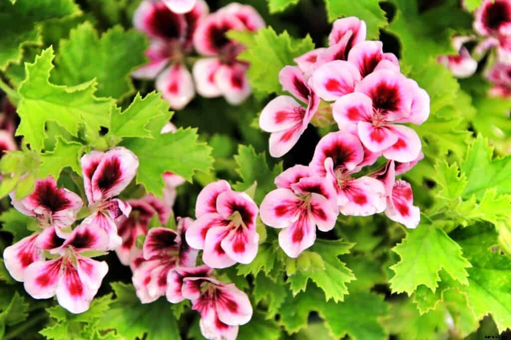 How to Grow Scented Geraniums