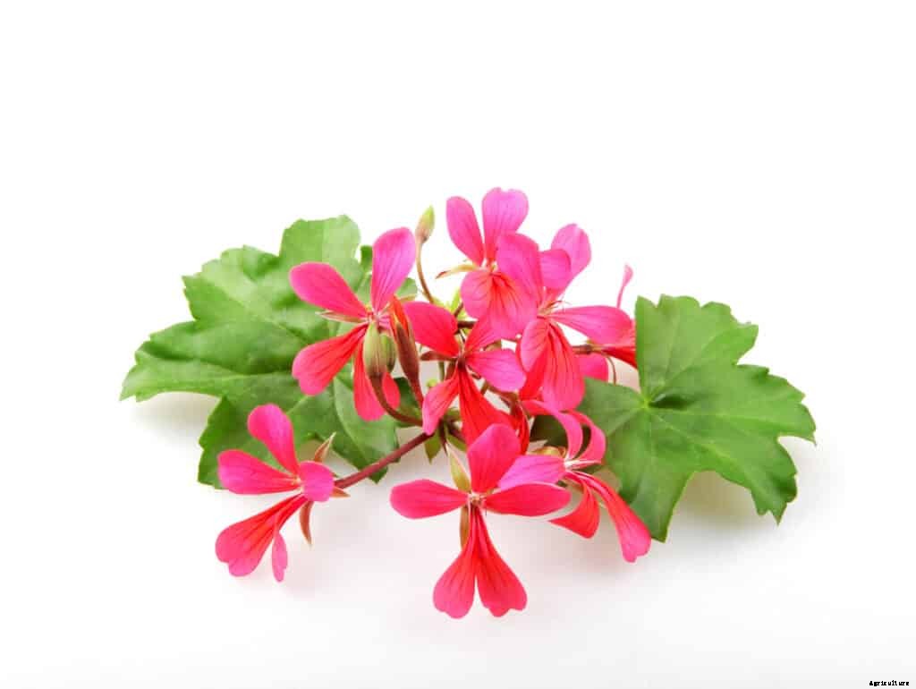 How to Grow Scented Geraniums