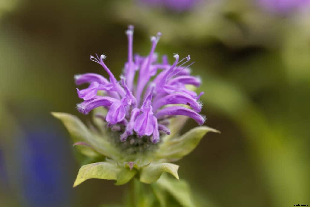 How to Grow Bee Balm