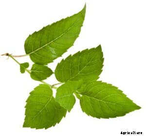 How to Grow Bee Balm