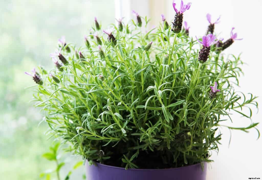 How to Grow Lavender