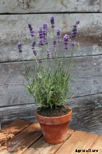 How to Grow Lavender