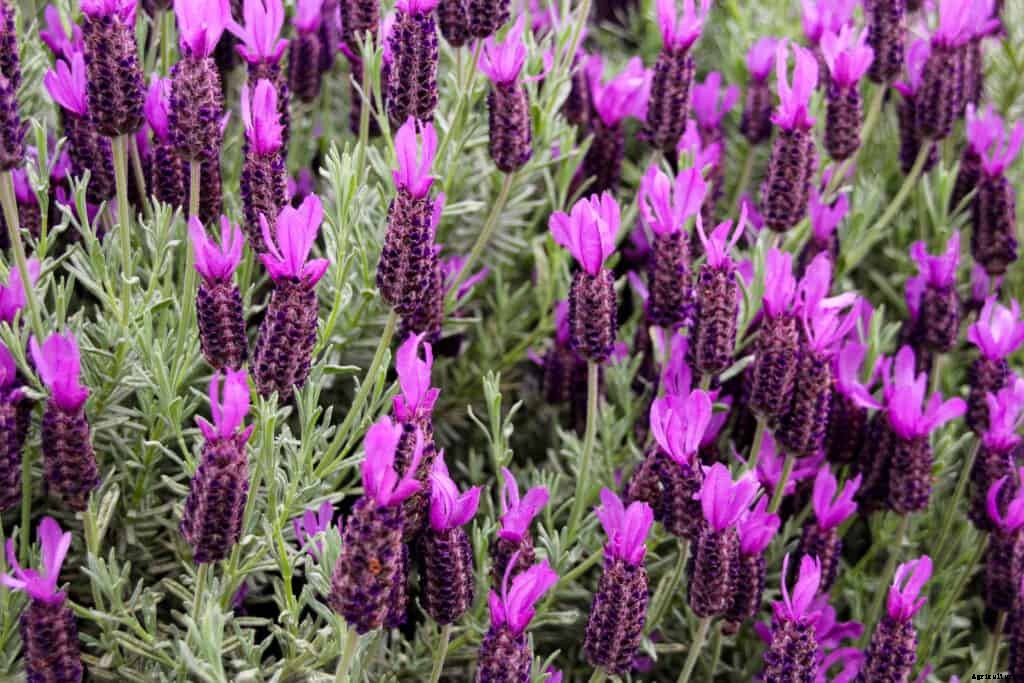 How to Grow Lavender